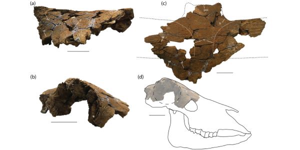 Syncerus sp. Skull from Kromdraai Unit P: (a) Front view, (b) Side view, (c) Top view of the frontlet KW 9463. (d) Reconstructed right side view of the skull. Scale = 5 cm.